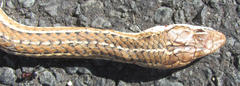 Psammophis leightoni