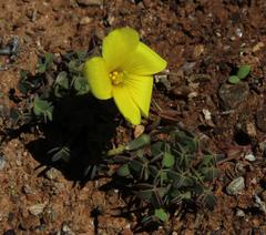 Oxalis copiosa