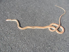 Psammophis leightoni