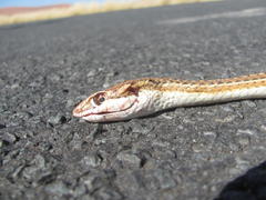 Psammophis leightoni