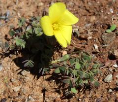 Oxalis copiosa