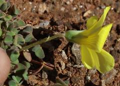 Oxalis copiosa