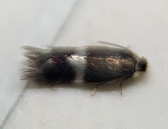 Stigmella quercipulchella