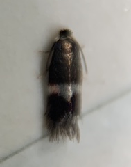 Stigmella quercipulchella