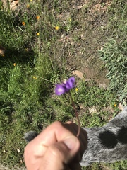 Dipterostemon capitatus