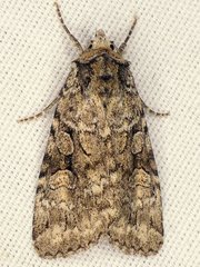 Anaplectoides pressus
