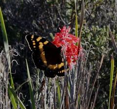 Aeropetes tulbaghia
