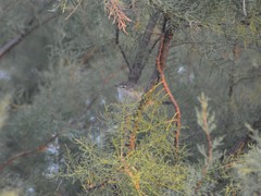 Serpophaga subcristata