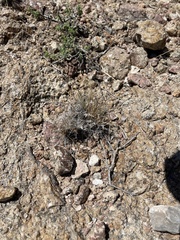 Dasyochloa pulchella