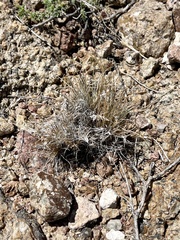 Dasyochloa pulchella