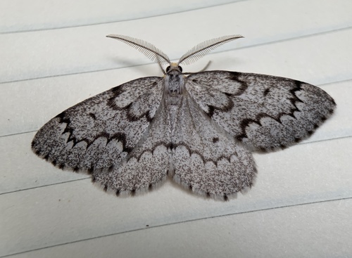 False Hemlock Looper Moth photo 3