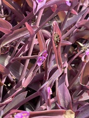 Tradescantia pallida
