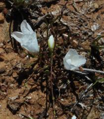 Heliophila variabilis
