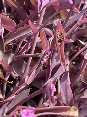 Tradescantia pallida