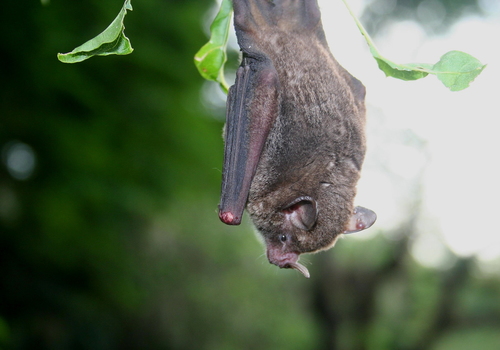 Sowell’s Short-tailed Bat