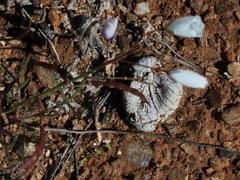 Heliophila variabilis