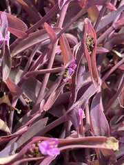 Tradescantia pallida