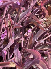 Tradescantia pallida