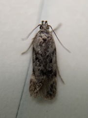 Chionodes thoraceochrella