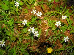 Ornithogalum geniculatum