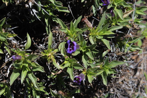 Aptosimum viscosum (Aptosimum viscosum)