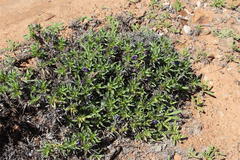 Aptosimum viscosum