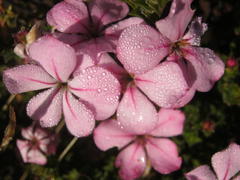 Acmadenia tetragona
