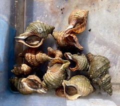 Neptunea decemcostata