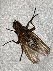 Phaonia serva