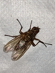 Phaonia serva