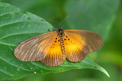 Acraea vestalis