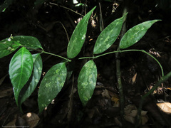 Palicourea deflexa