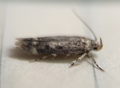 Trypanisma prudens