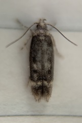 Trypanisma prudens