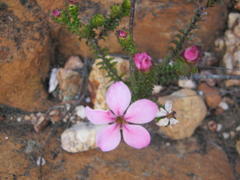 Acmadenia tetragona