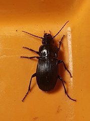 Abax parallelepipedus