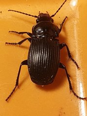 Abax parallelepipedus