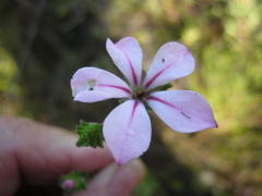 Acmadenia tetragona