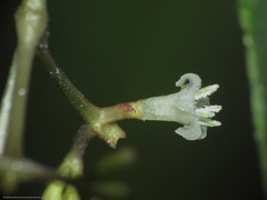 Palicourea deflexa