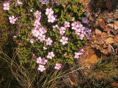 Acmadenia tetragona