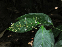 Palicourea deflexa