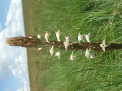 Satyrium longicauda longicauda