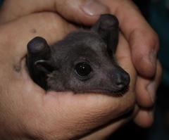 Rousettus aegyptiacus