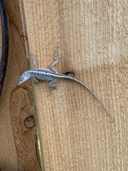 Anolis sagrei