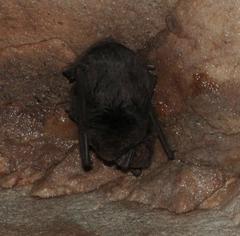 Miniopterus natalensis