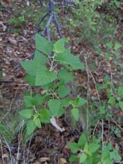 Ageratina herbacea
