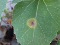 Puccinia xanthii