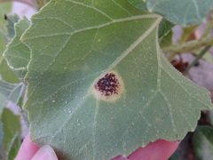 Puccinia xanthii