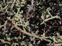 Tetraena retrofracta