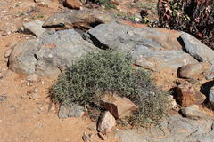 Tetraena retrofracta